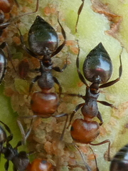 Crematogaster scutellaris