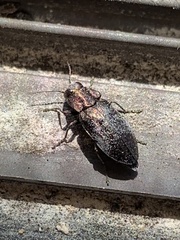 Phaenops