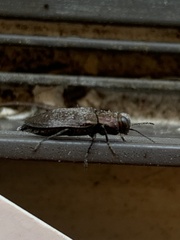 Phaenops