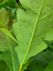 Neuroterus floccosus