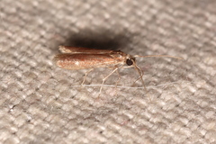 Varneria postremella