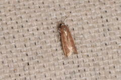 Varneria postremella