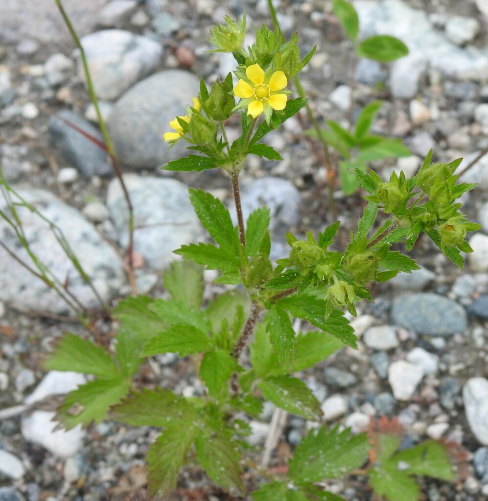 Potentilla norvegica