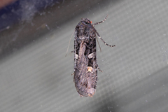 Actebia fennica