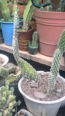 Opuntia senilis