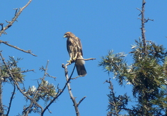 Parabuteo unicinctus