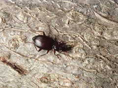 Limodromus assimilis