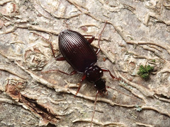 Limodromus assimilis