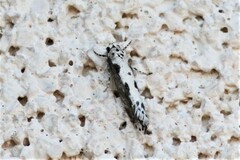 Ethmia semilugens
