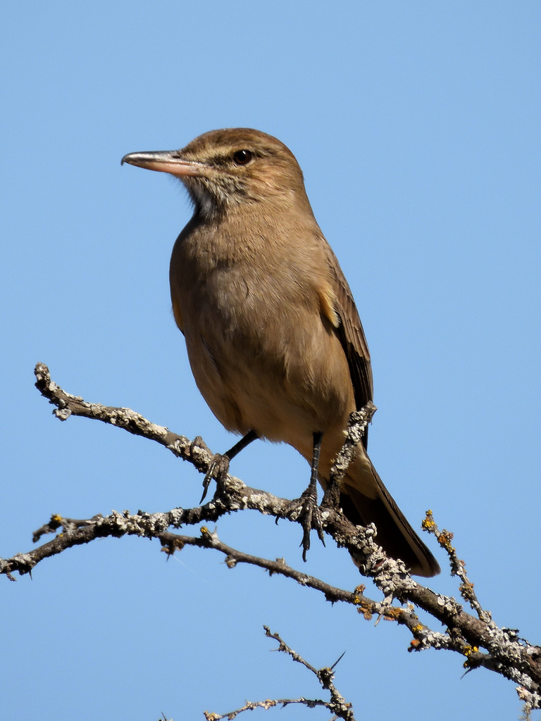 Gray-bellied Shrike-Tyrant photo