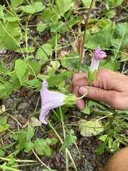 Calystegia sepium