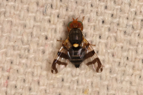 Eastern Cherry Fruit Fly photo 3