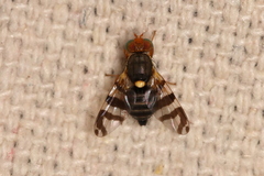 Rhagoletis cingulata
