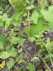 Calystegia sepium