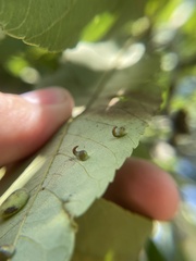 Caryomyia recurvata