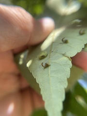 Caryomyia recurvata