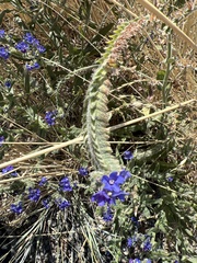 Anchusa officinalis
