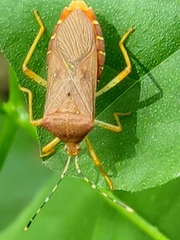 Anasa bellator