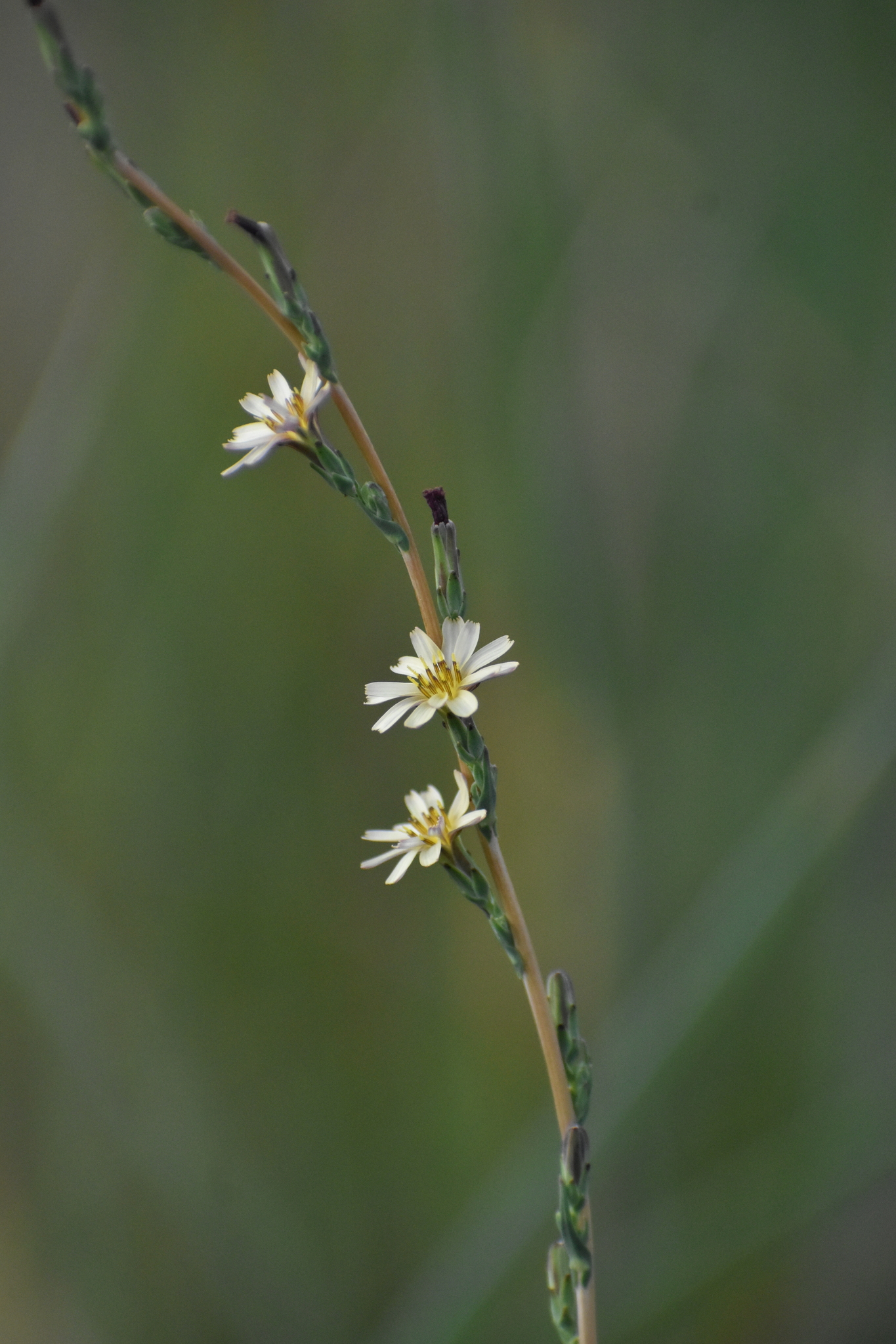 Lactuca saligna