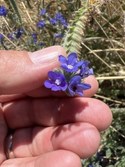 Anchusa officinalis