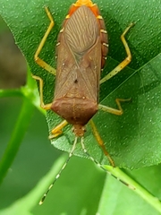 Anasa bellator