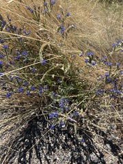 Anchusa officinalis