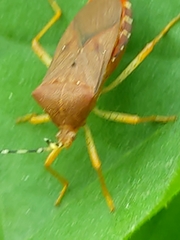 Anasa bellator
