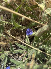 Anchusa officinalis