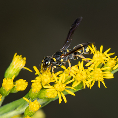 Parancistrocerus pedestris