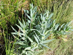 Senecio odoratus