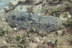 Holothuria whitmaei