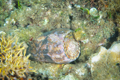 Conus striatus oahuensis