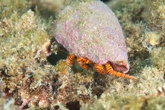 Ciliopagurus strigatus