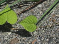 Ipomoea obscura