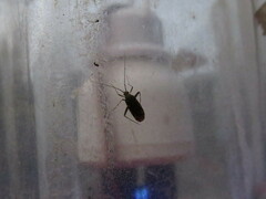 Phytocoris tiliae