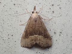 Schrankia taenialis