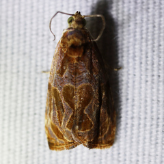 Olethreutes nitidana