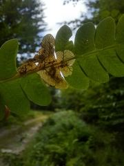 Chirosia filicis