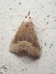 Schrankia taenialis