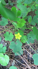 Oxalis grandis