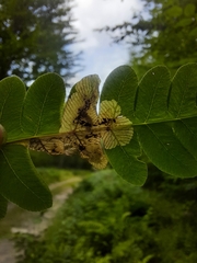 Chirosia filicis