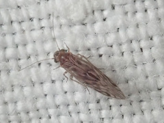 Philotarsidae