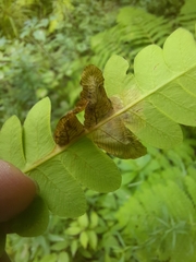 Chirosia filicis