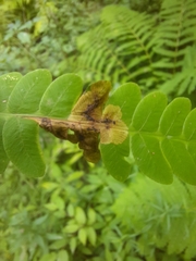 Chirosia filicis