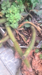 Aporocactus flagelliformis