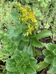 Phedimus kamtschaticus