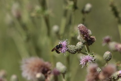 Philanthus bilunatus