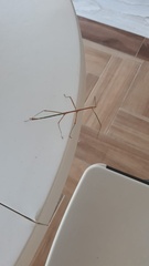 Diapheromera femorata