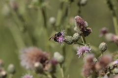 Philanthus bilunatus