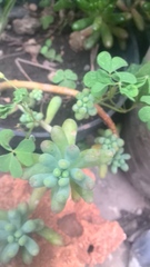 Sedum pachyphyllum